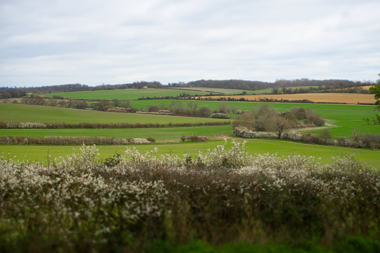 Blooming hedgerows and fields